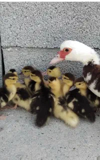 جوجه اردک اسراییلی نژاد درشت