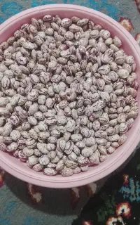 لوبیا تازه چین امسال