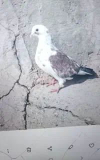 کفتر
