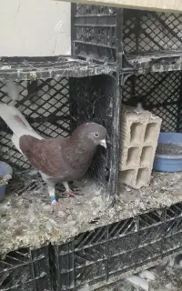 کبوتر