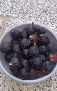 انجیر سیاه درشت ژاپنی