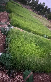فروش نشا برنج