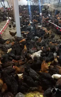 نمیچه مرغ جهادی