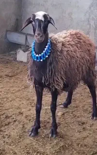 میش قصر