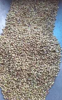 خرید فروش گشنیز