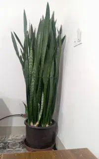 گل سانسوریا