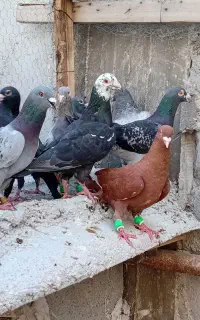 کبوتر پلاکی