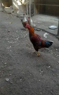 خروس دورگه