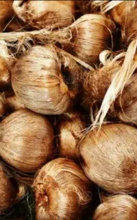 پیاز زعفران نیازمندم