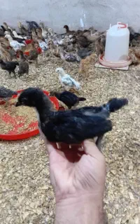 جوجه گلپایگان (محلی اصلاح نژاد)