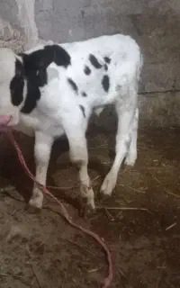 گاو گوساله ۱۰روزی
