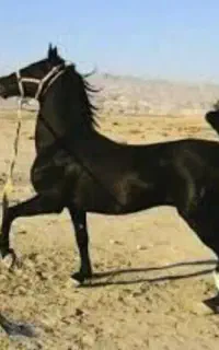 اسب نریون
