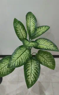 دیفن باخیا بلند و سرحال