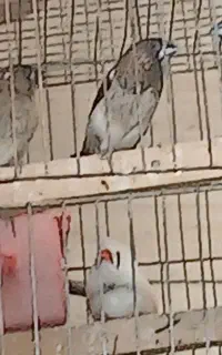 فنچ پرستار