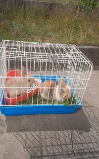 یک جفت بچه خرگوش دو ماهه