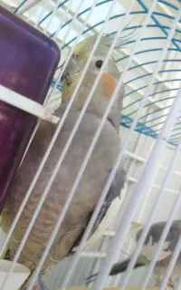 عروس هلندی گمشده