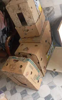 کارتن موز 12 عدد