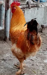 خروس اردک وبوقلمون