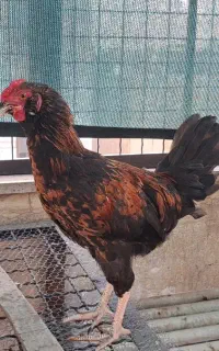 دو تا خروس دو رگه چهل تاج - گلین - لری