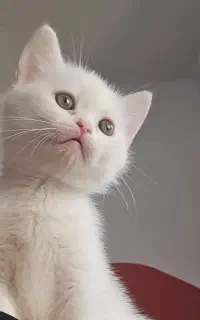 گربه اسکاتیش پرشین
