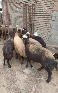 گوسفند ابستن