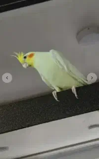 عروس هلندی 8ماهه رام شده سخن گو