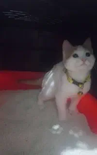 گربه ناز و ملوس