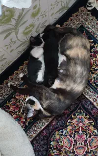 واگذاری گربه