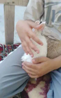 خرگوش