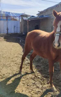 اسب