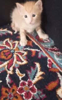 واگذاری بچه گربه DSH
