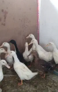 اردک۸ماهه