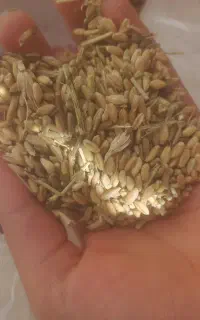 گندم امسال