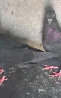 کبوتر  زاغ کاکلی و آبادانی و سفید