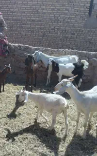 فروش ۳ عدد گیسه