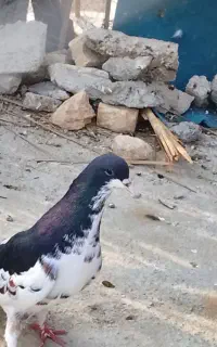 کفتر یال سیاگلدارنر
