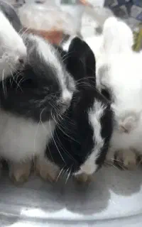 خرگوش بچه