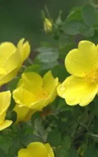 خرید نهال گل زرد معطر