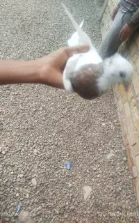 کفتر