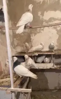 طوقی