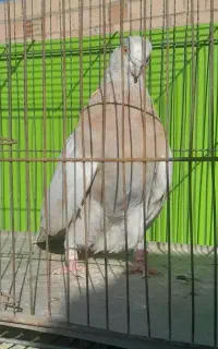 کفتر کبوتر طلا مرگ ندارن