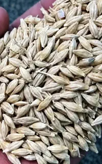کاه جو (سامان)
