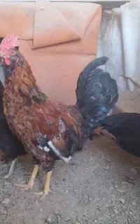 خروس دورگه گلین - گلپایگان