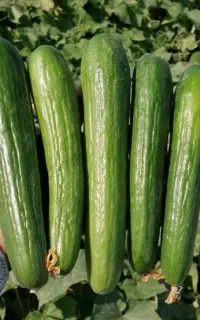 خیار  خیارشوری