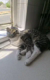 واگذاری گربه dsh