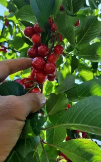 آلبالوعمده به قیمت مناسب