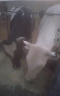 گوساله چاق