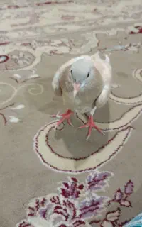 کفتر صده قهوه‌ای