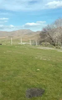 فروش علف ویونجه