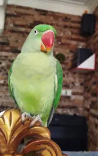 گمشده